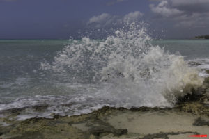 Playa dominicus 106