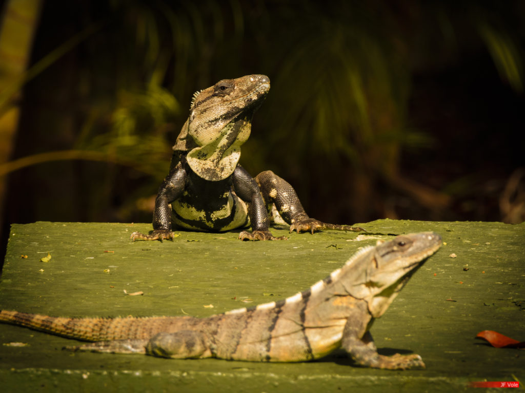 Iguane à queue épineuse noire 2101-01 Tulum Quintana Roo Mexique, janvier 2021.