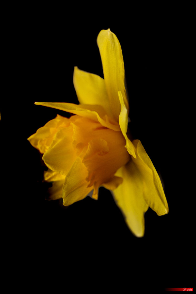 Wild daffodil 01