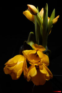 Derrière les tulipes jaunes
