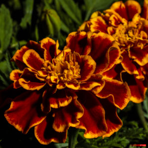 French marigold 2104-01