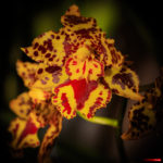 Orchid 6606 Orchid, Les Orchidées de Michel Vacherot. Roquebrune-sur-Argens, décembre 2021.