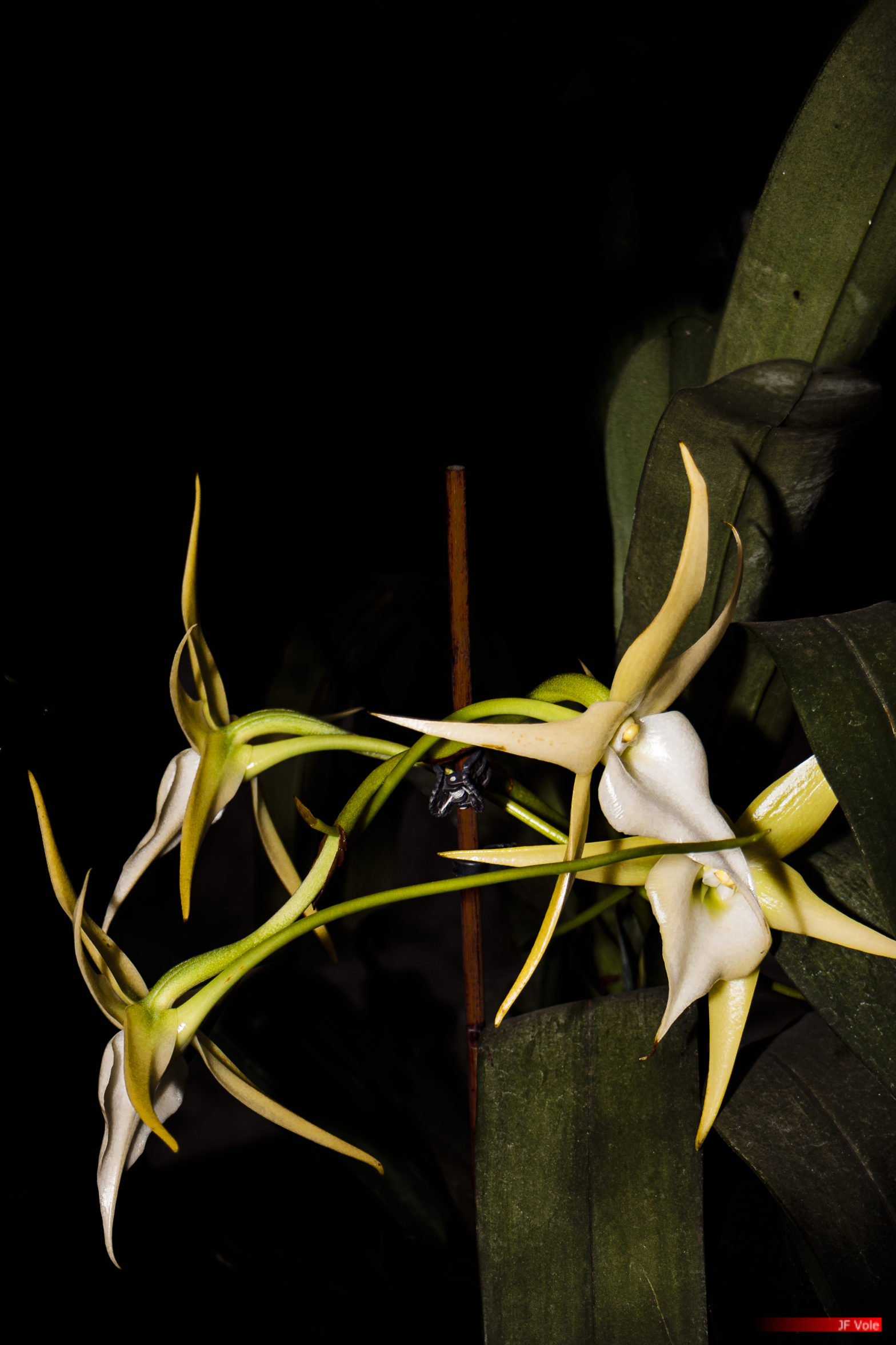 Angraecum 7037 La serre aux orchidées, Ollioules février 2022.
