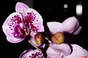 Orchid 7179