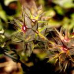 Trifolium stellatum 0306 Rocbaron, mai 2022.