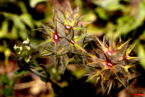 Trifolium stellatum 0306