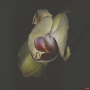 Orchid 0686