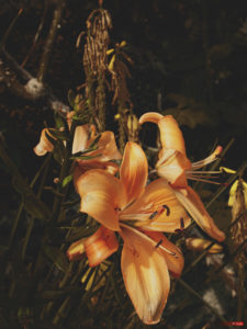 Orange lily 0957