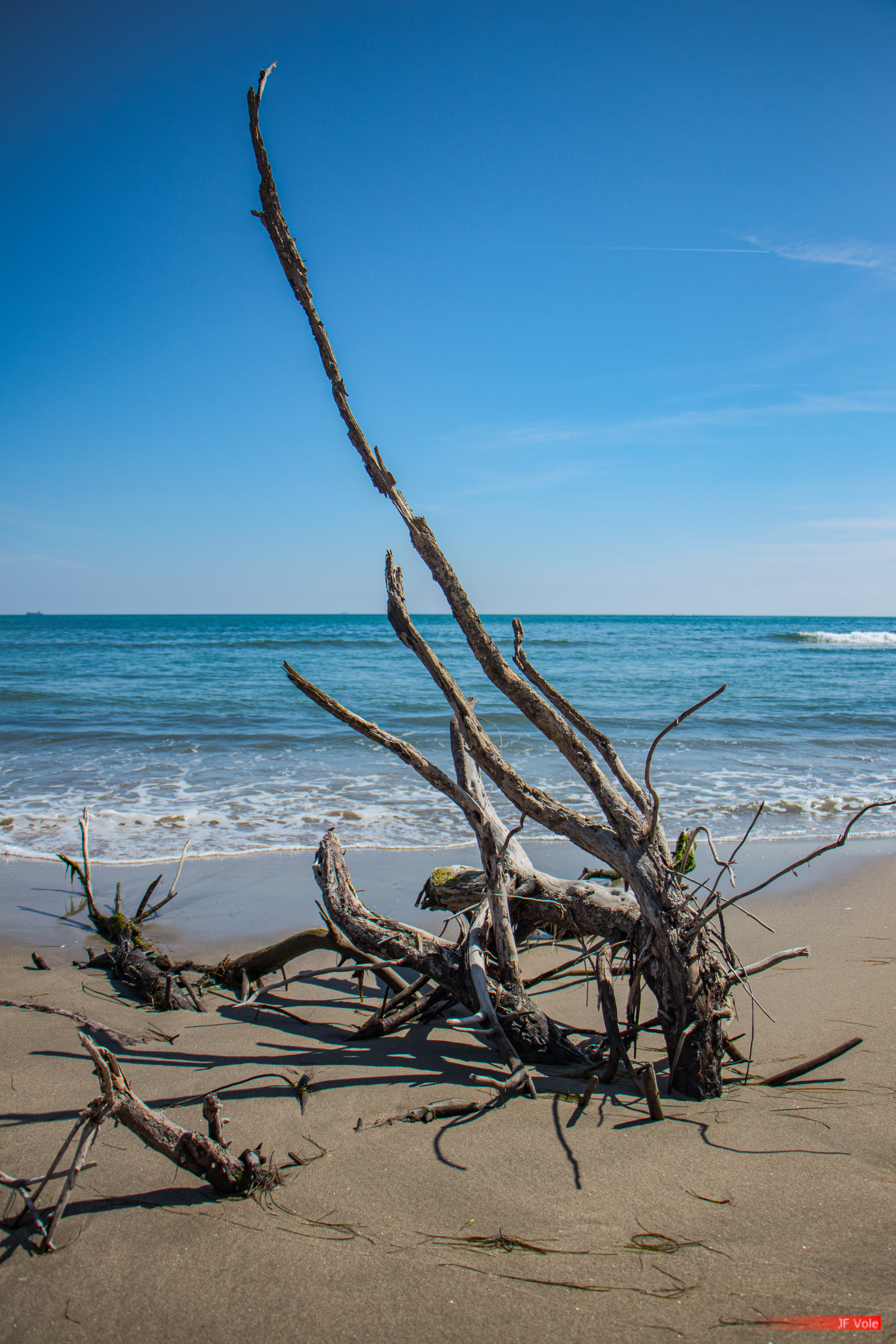 Aire protégée - Beach - Biologie - Bois - Bois flotté - Bouches-du-Rhône - Conservation - Conservation de la nature - Country - Driftwood - Ecology - Ecosystem - Forest - Forêt - France - Geography - Golfe de Fos - Géographie - Géologie - Géomorphologie - Haut-Languedoc Regional Nature Park - Landform - Littoral - Mer - Mer Méditerranée - Modelé - Natural heritage - Nature - Parc naturel régional de Camargue - Parc naturel régional de France - Parc naturel régional du Haut-Languedoc - Patrimoine - Patrimoine naturel - Patrimony - Pays - Plage - Plage Napoléon - Port-Saint-Louis-du-Rhône - Protected area - Provence-Alpes-Côte d'Azur - Regional nature parks of France - Science - Wood - Écologie - Écosystème - They de la Balancelle Port-Saint-Louis-du-Rhône Provence-Alpes-Côte d'Azur France