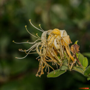 Aire protégée - Biologie - Biology - Caprifoliaceae - Chèvrefeuille - Conservation - Conservation de la nature - Genre photographique - Geography - Géographie - Honeysuckle - Landscape photography - Lonicera - Massif central - Montagne - Mountain - Natural heritage - Natural landscape - Parc naturel régional de France - Parc naturel régional du Pilat - Patrimoine - Patrimoine naturel - Patrimony - Paysage naturel - Photographie - Photographie de paysage - Photography - Pilat - Pilat Regional Natural Park - Plant - Plantae - Plante - Protected area - Regional nature parks of France - Science - Taxinomie - Taxonomie - Taxonomy (biology) - Valerianaceae - Pélussin Auvergne-Rhône-Alpes France
